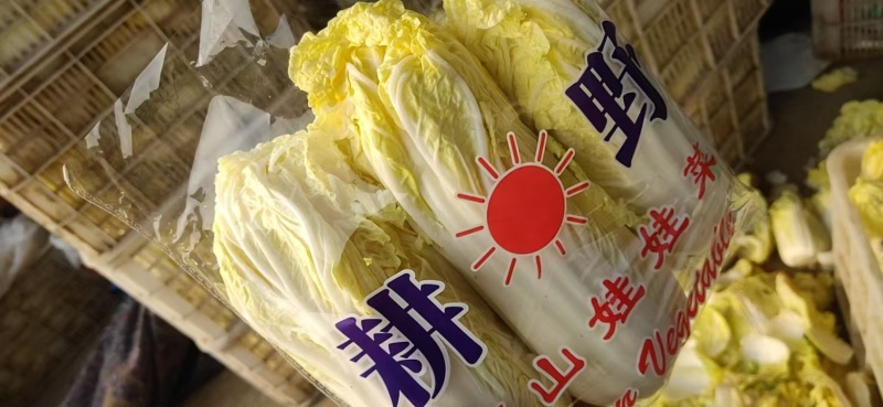 精品娃娃菜，大娃娃菜，小娃娃菜，无虫咬，无斑点，无烧心，