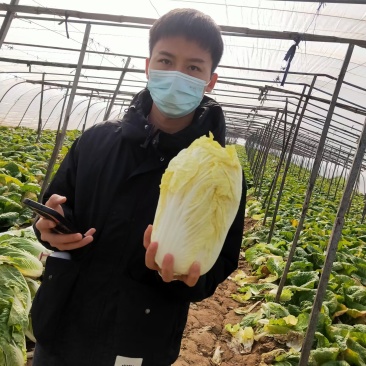 精品娃娃菜，大娃娃菜，小娃娃菜，无虫咬，无斑点，无烧心，
