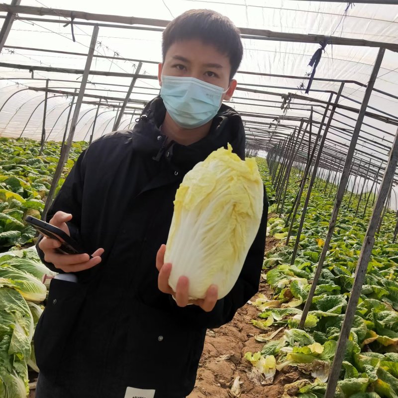 精品娃娃菜，大娃娃菜，小娃娃菜，无虫咬，无斑点，无烧心，