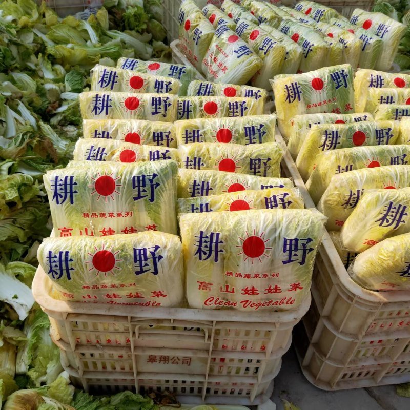 精品娃娃菜，大娃娃菜，小娃娃菜，无虫咬，无斑点，无烧心，