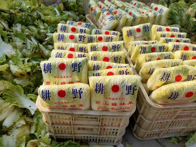 精品娃娃菜，大娃娃菜，小娃娃菜，无虫咬，无斑点，无烧心，