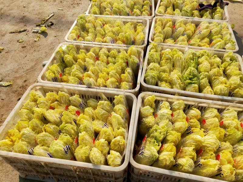 精品娃娃菜，大娃娃菜，小娃娃菜，无虫咬，无斑点，无烧心，