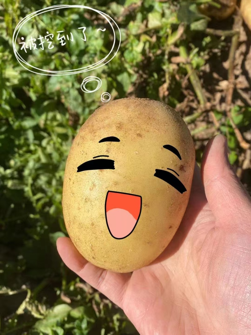 精品希森3两至1斤的，适合南方市场！