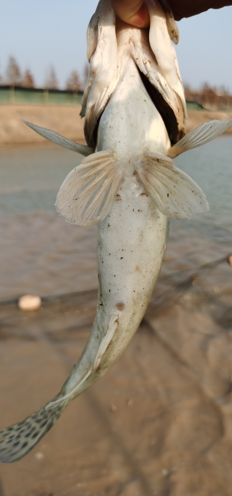 鳜鱼