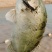 鳜鱼