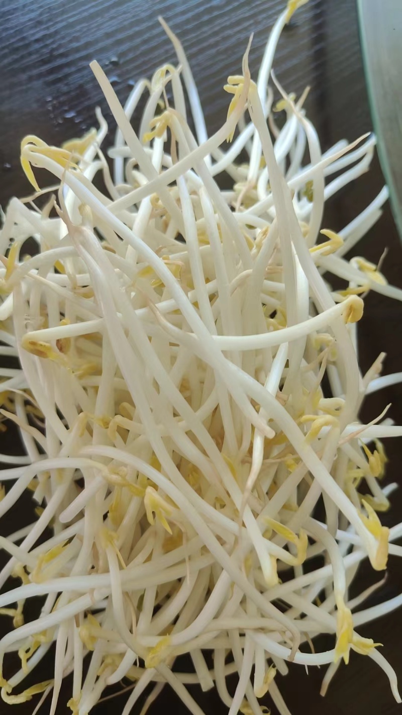 精品豆芽.麦饭石水制作，甜口豆芽，