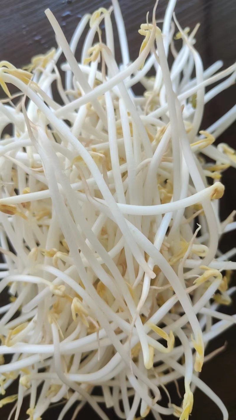 精品豆芽.麦饭石水制作，甜口豆芽，