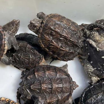 外池鳄龟1-2两！5-6厘米个个肥身！价格优惠[庆