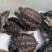 外池鳄龟1-2两！5-6厘米个个肥身！价格优惠[庆