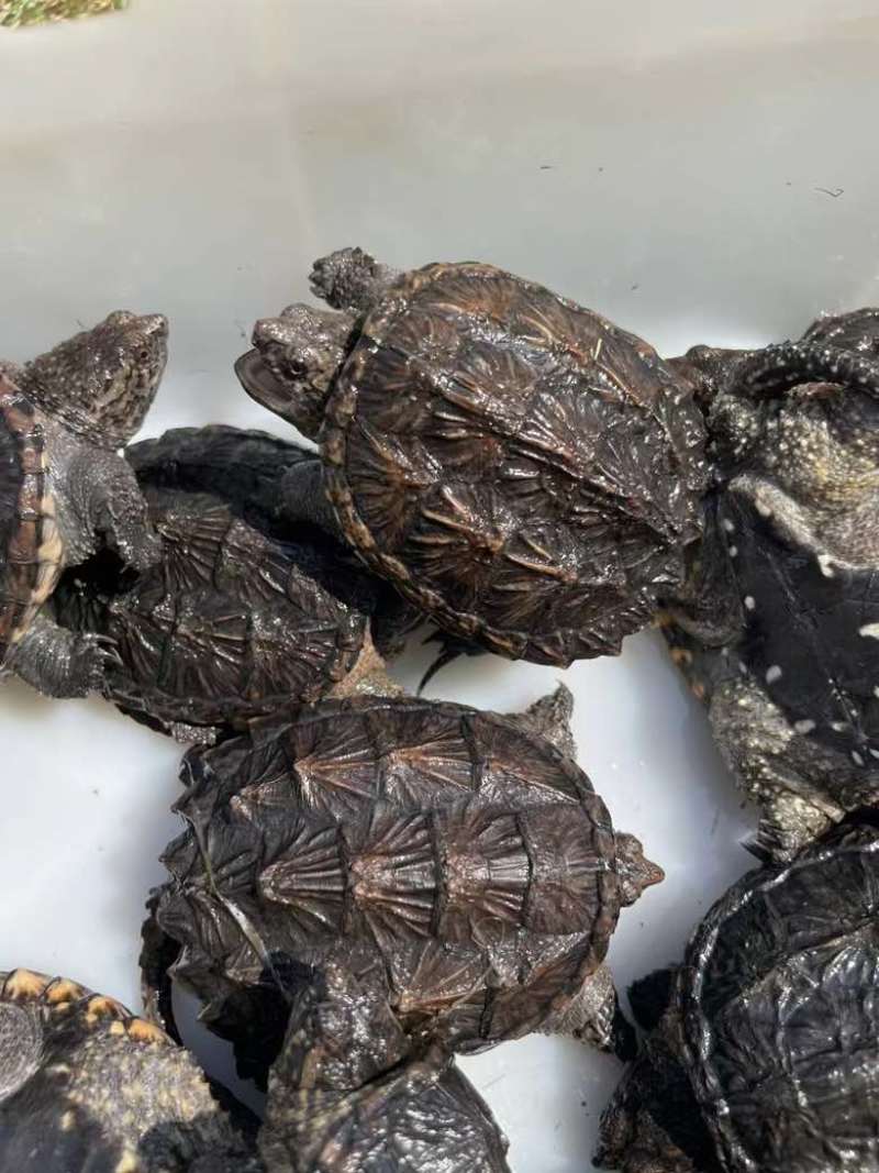 外池鳄龟1-2两！5-6厘米个个肥身！价格优惠[庆