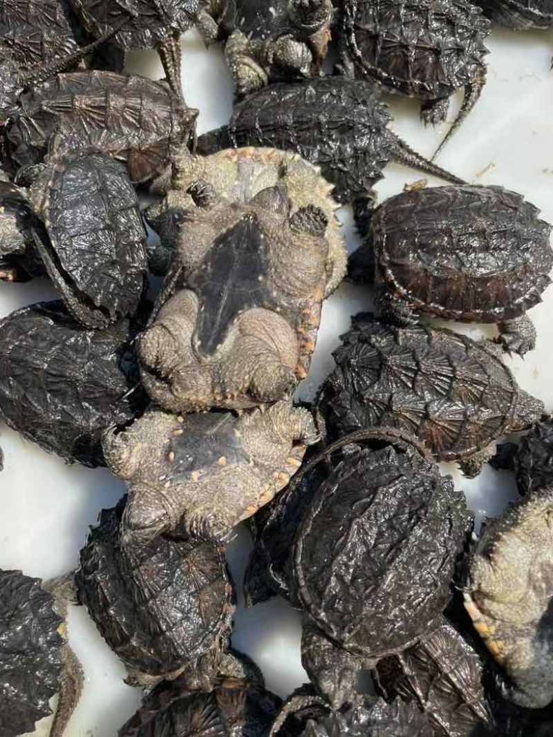 外池鳄龟1-2两！5-6厘米个个肥身！价格优惠[庆