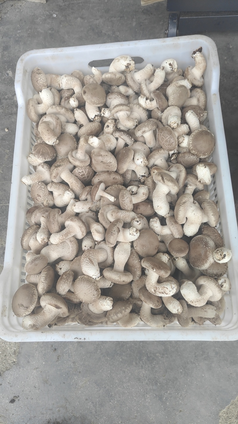 鲜香菇