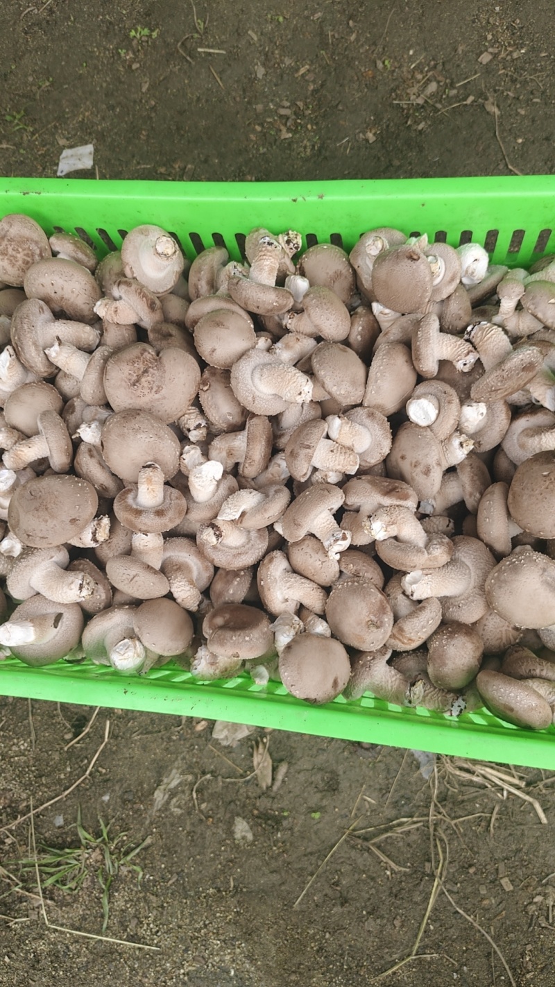 鲜香菇