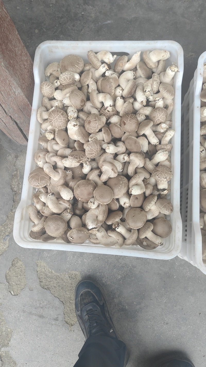 鲜香菇