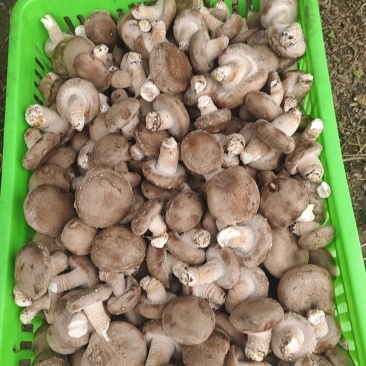 鲜香菇
