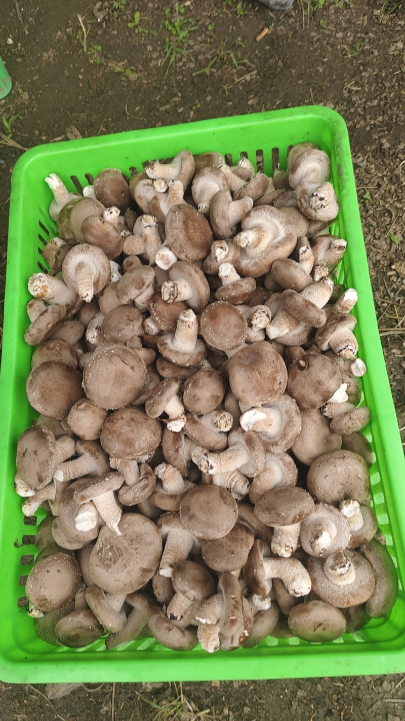 鲜香菇