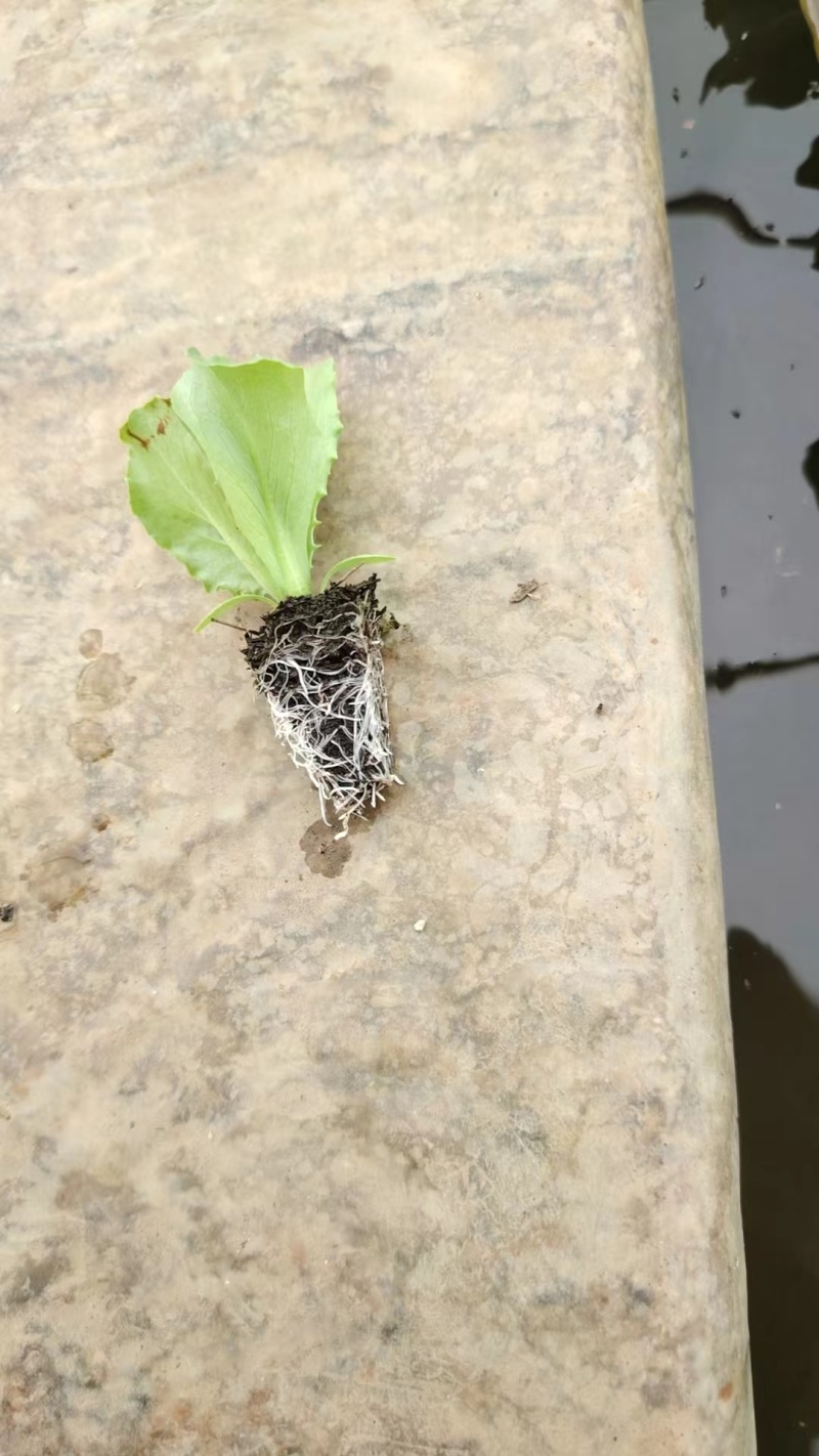 各种蔬菜苗
