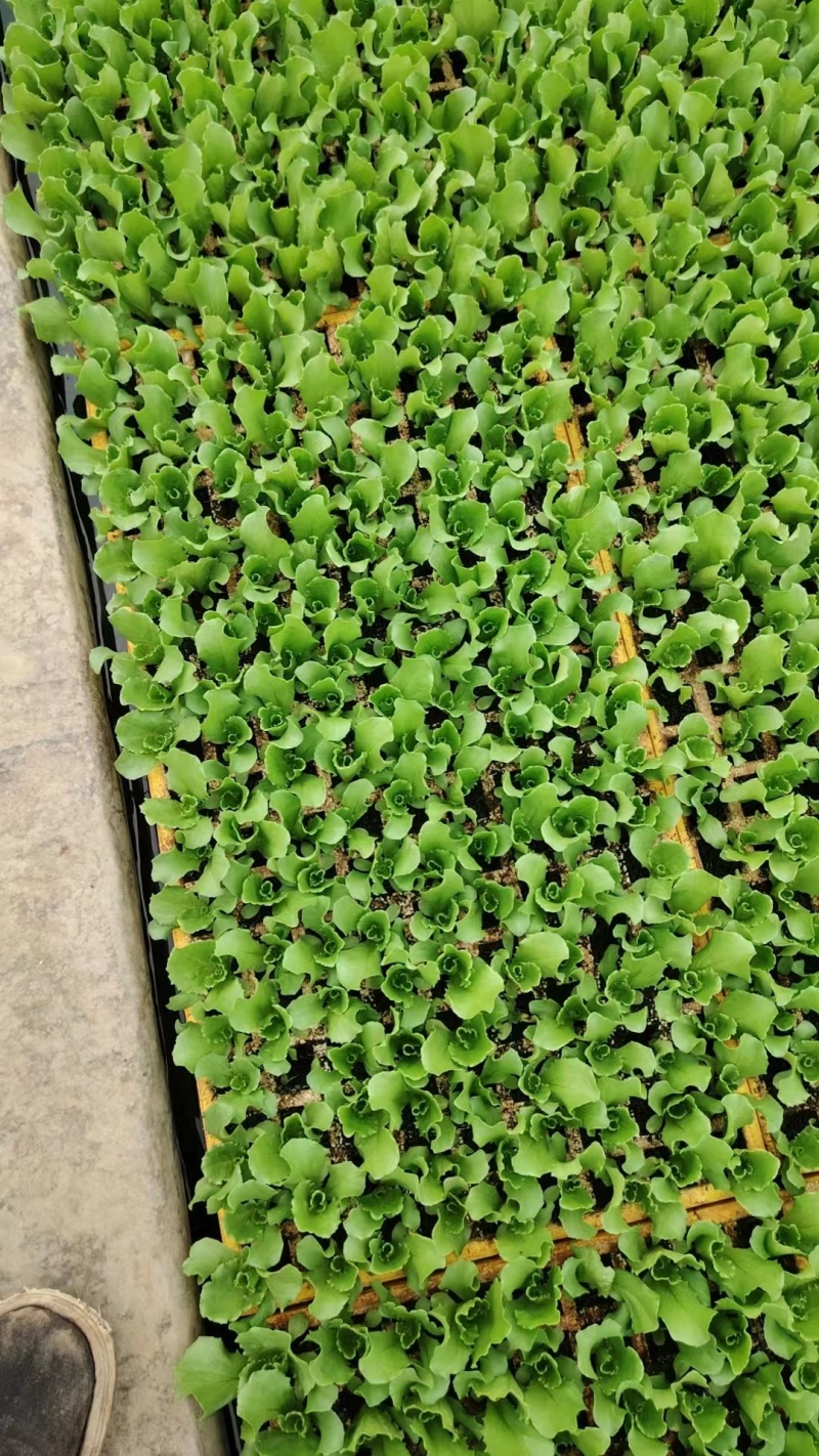 各种蔬菜苗