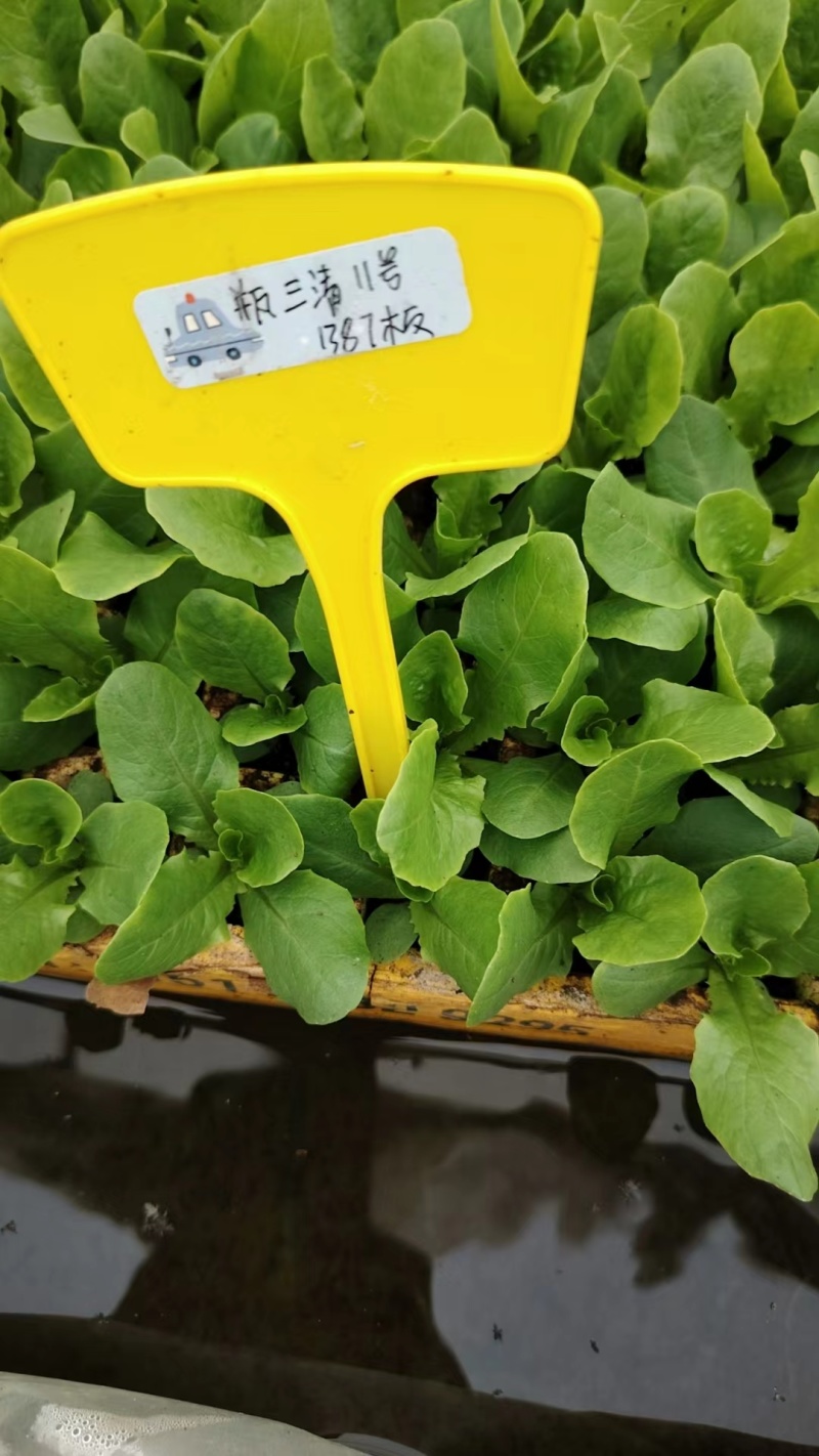 各种蔬菜苗