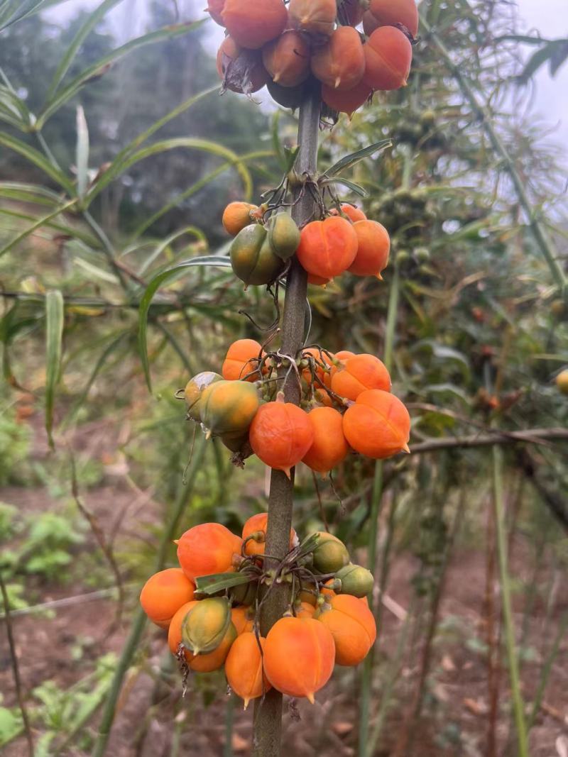 云南黄精种子，优质红花，倒苗不到苗价格美丽，自己基地品质保证