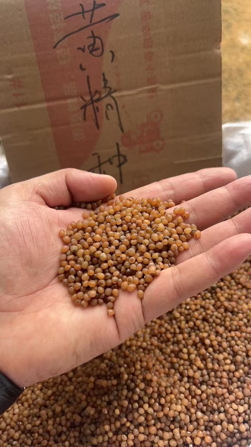 云南黄精种子，优质红花，倒苗不到苗价格美丽，自己基地品质保证