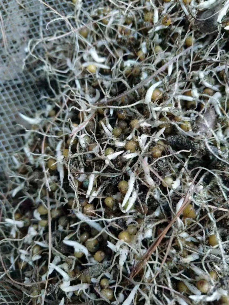 云南黄精种子，优质红花，倒苗不到苗价格美丽，自己基地品质保证
