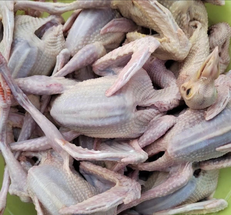 新鲜鸽子
