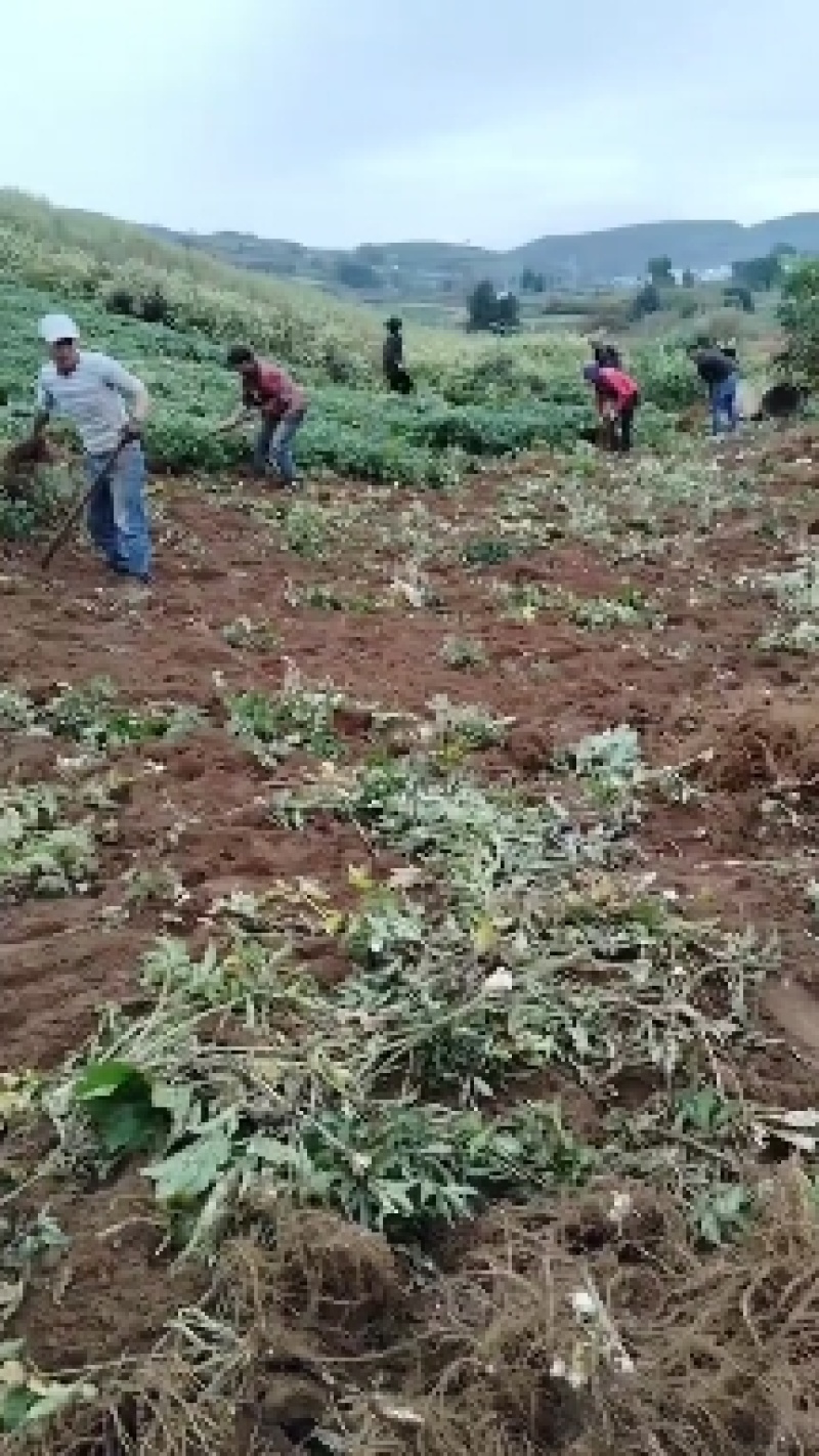 当归优质供应量大从优随时有货欢迎电话咨询