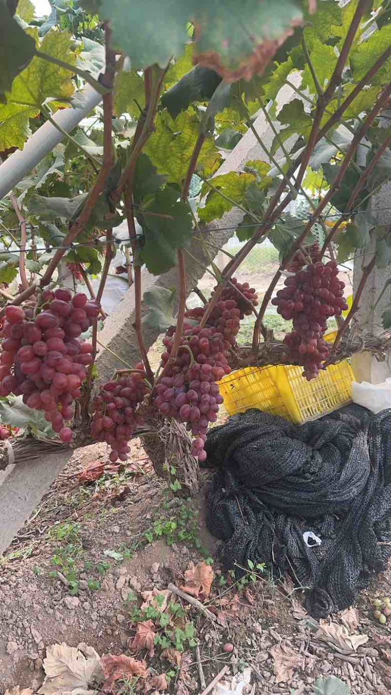 陕西产区精美澳洲克伦生大量上市无籽脆甜