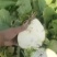 全国代发芥菜