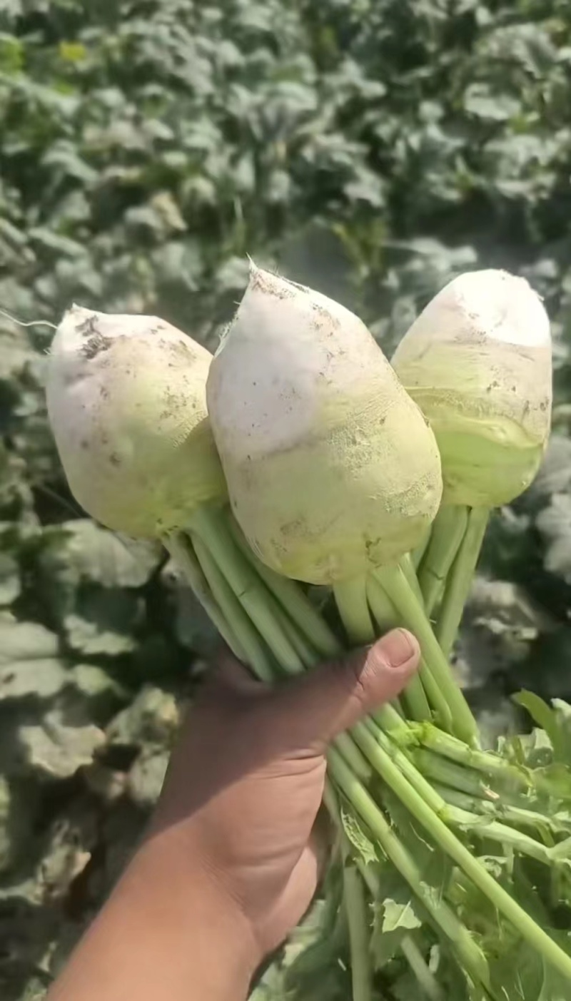 全国代发芥菜