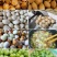 新鲜银杏果