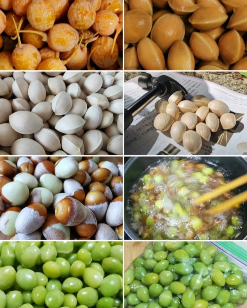 新鲜银杏果