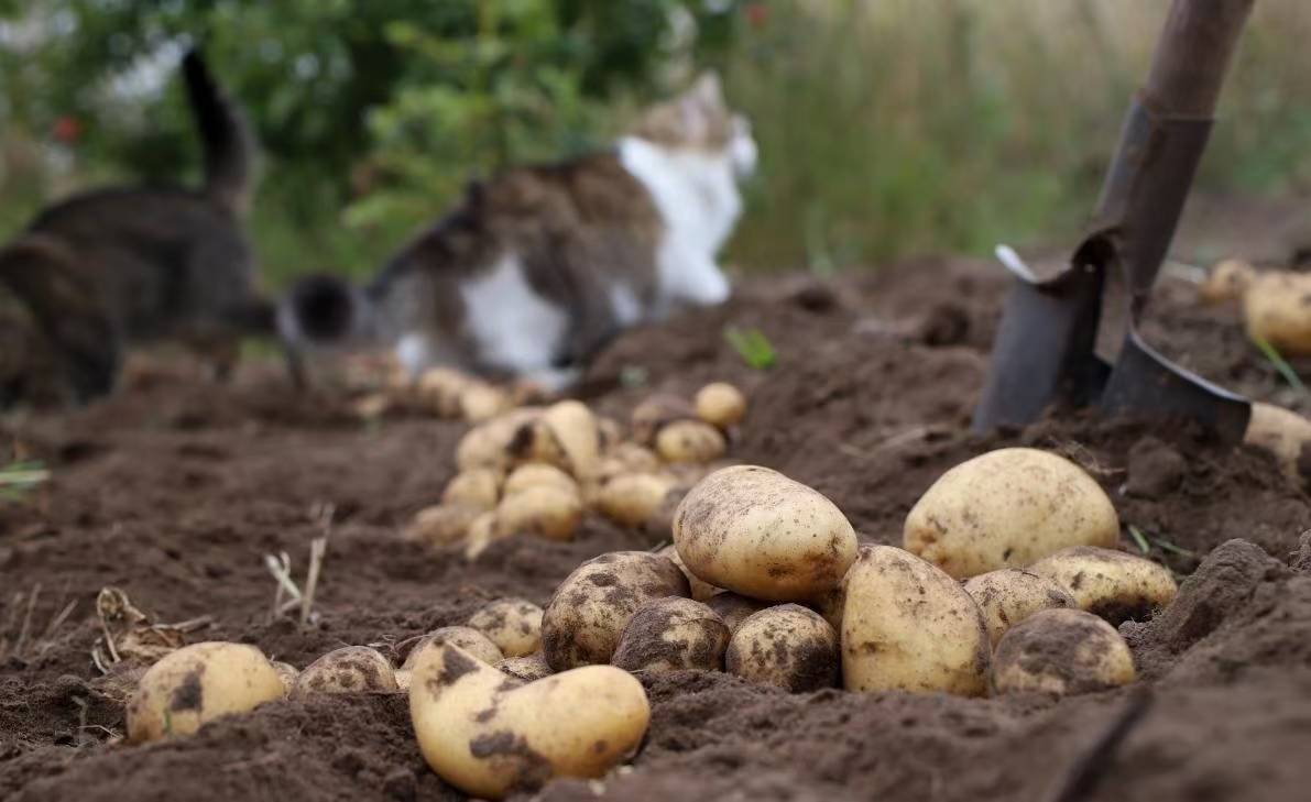 百合花与宠物的互动场景