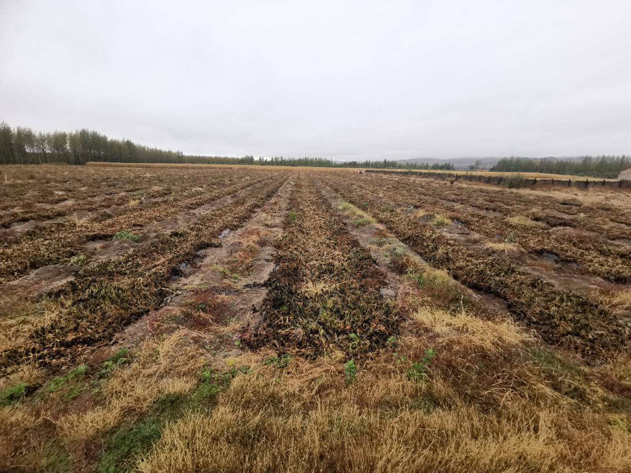 蜜薯与西瓜红田间生长图