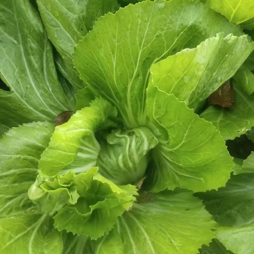 芥菜大量上市