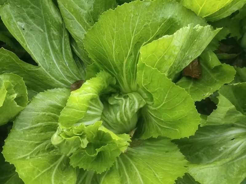 芥菜大量上市