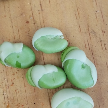 新鲜蚕豆，鲜甜，味美