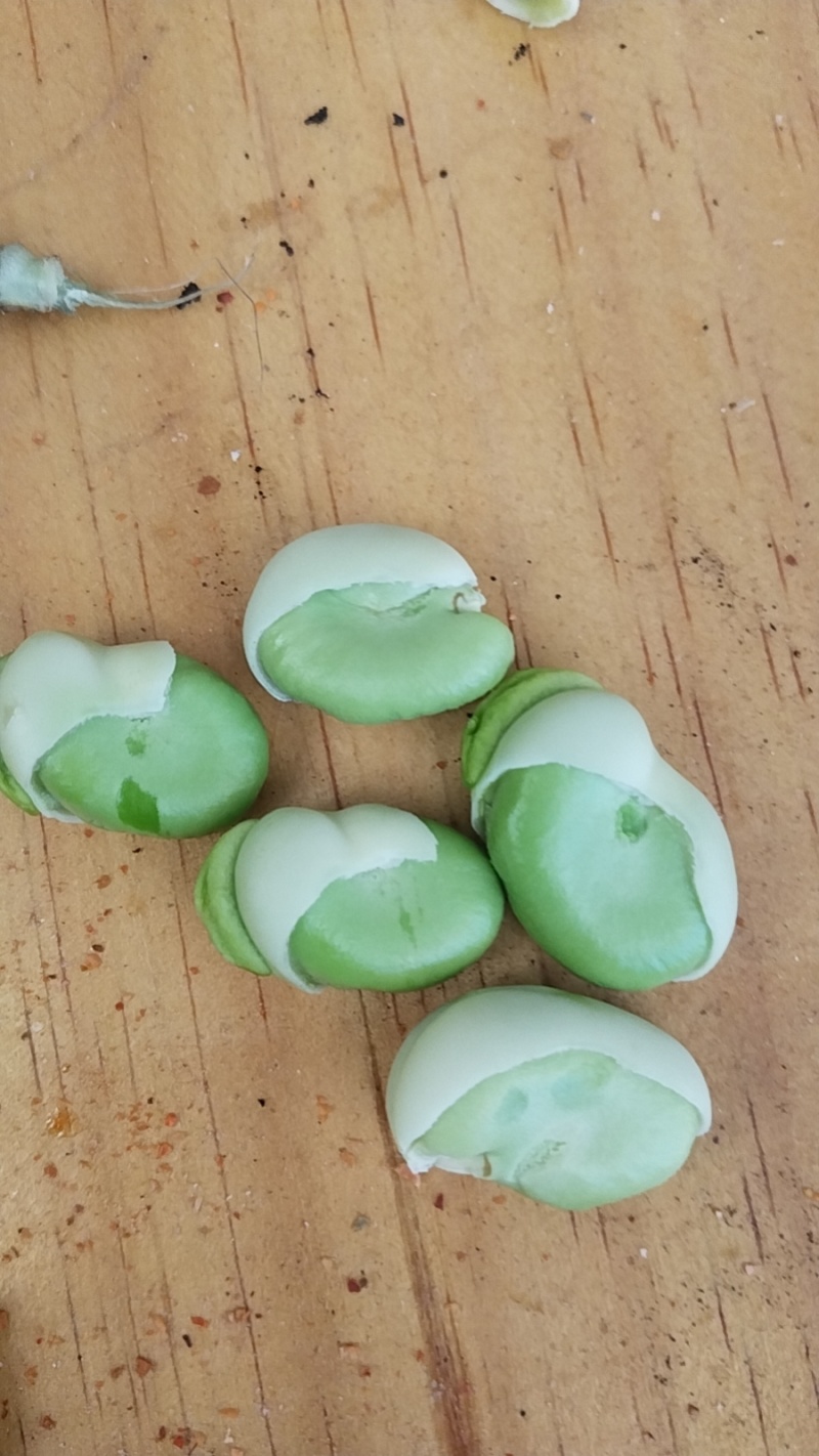 新鲜蚕豆，鲜甜，味美