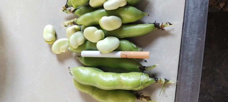 新鲜蚕豆，鲜甜，味美