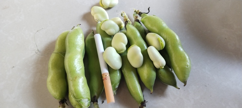 新鲜蚕豆，鲜甜，味美