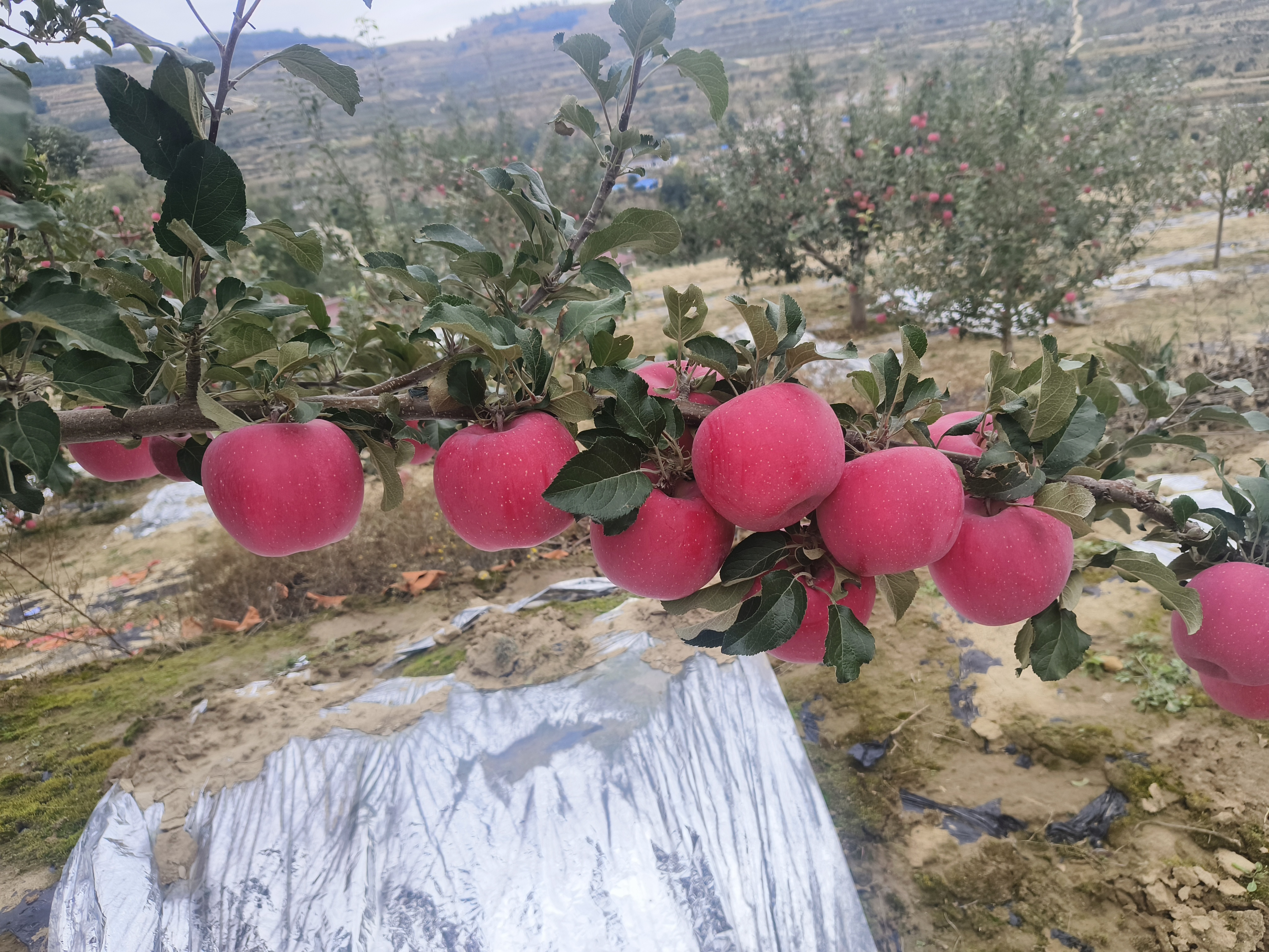 金冠苹果种植园实景图,展现果树茂盛、果实累累的场景 金冠苹果种植园实景