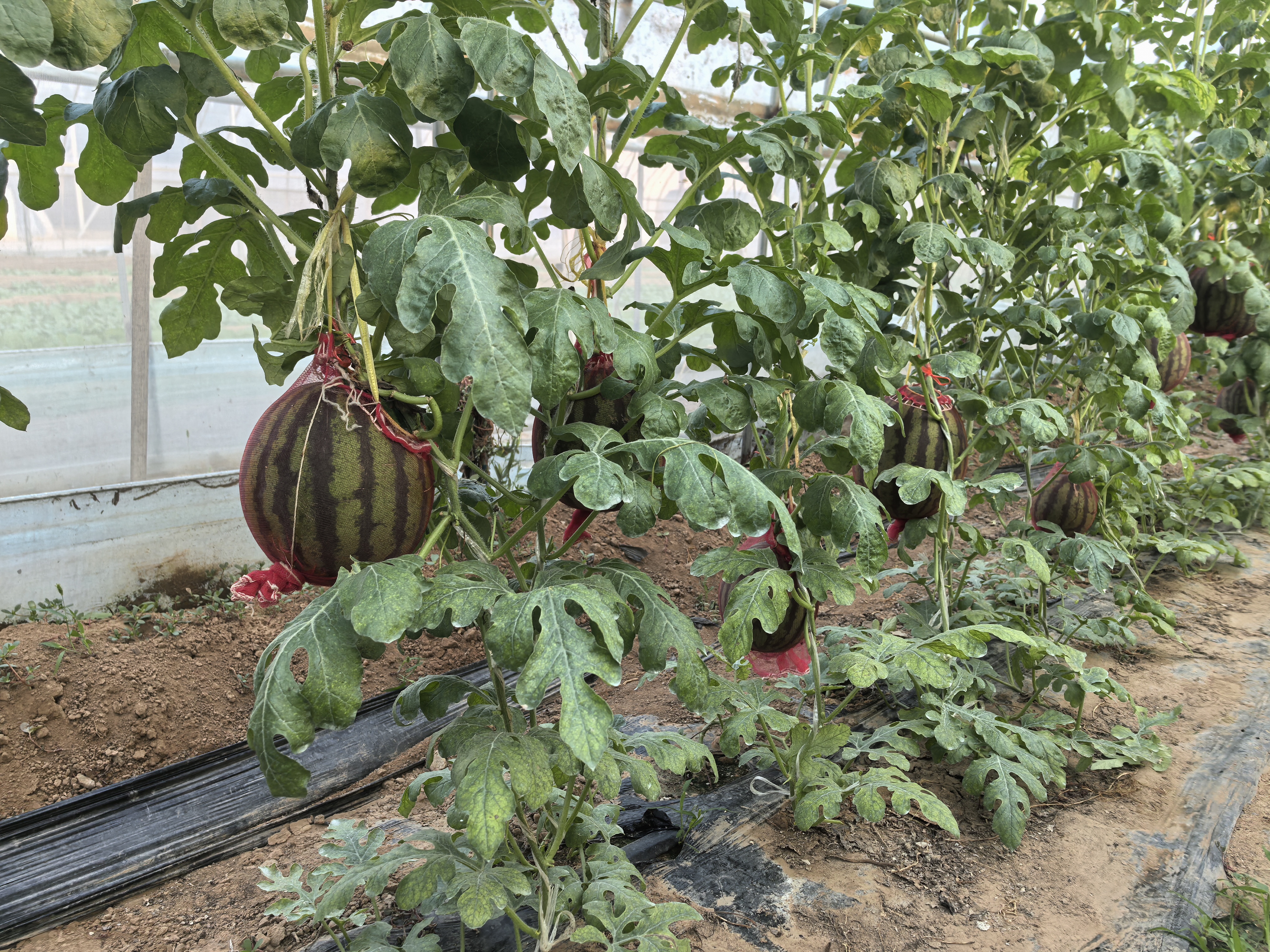 现代化农业温室中的无籽西瓜种植场景