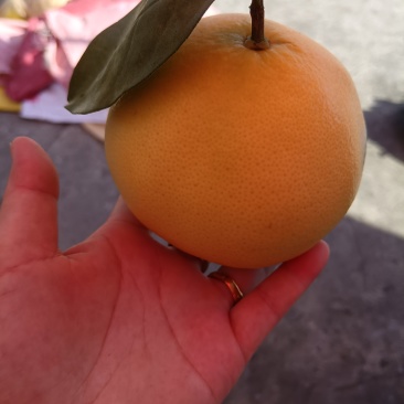 平和葡萄柚