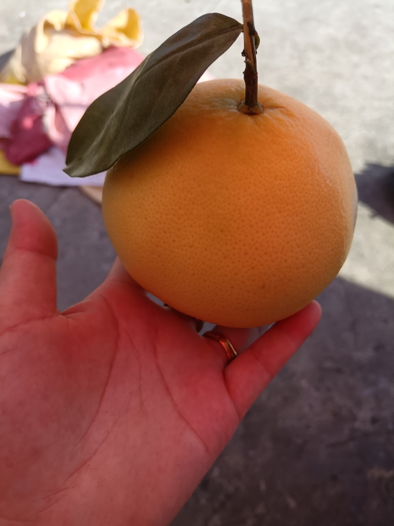 平和葡萄柚
