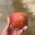 丑苹果四川盐源大凉山的糖心苹果，货源充足可视频看货