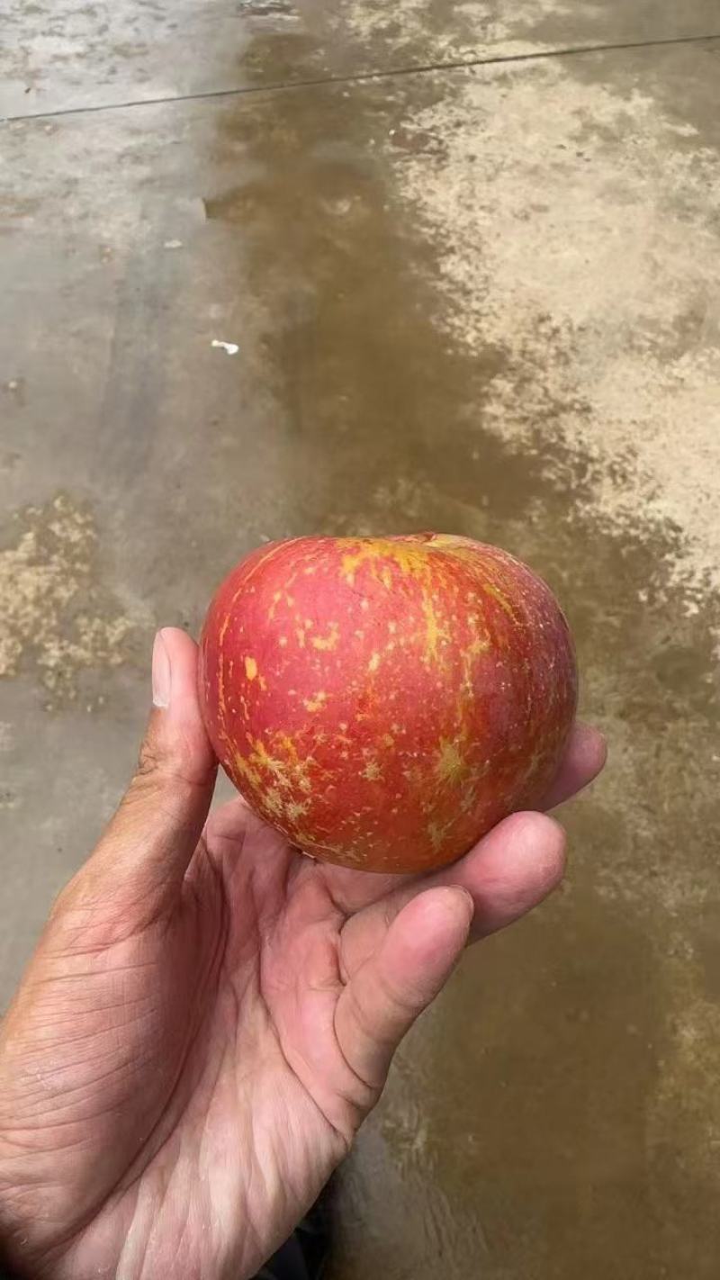 丑苹果四川盐源大凉山的糖心苹果，货源充足可视频看货