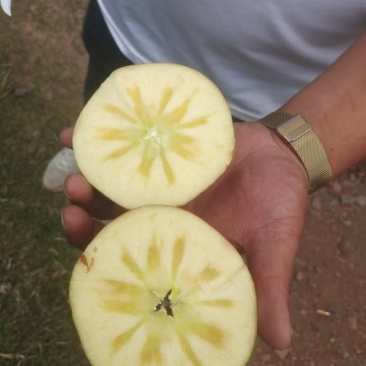 丑苹果四川盐源大凉山的糖心苹果，货源充足可视频看货