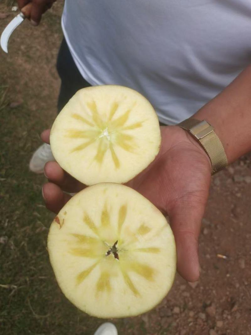 丑苹果四川盐源大凉山的糖心苹果，货源充足可视频看货