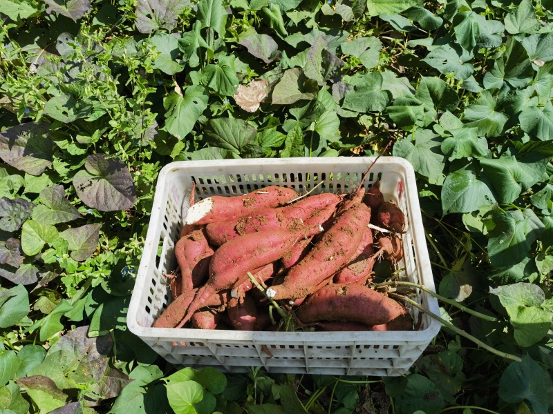 河南南阳白心红薯商薯19洛薯老白心商品，淀粉红薯。2两起步